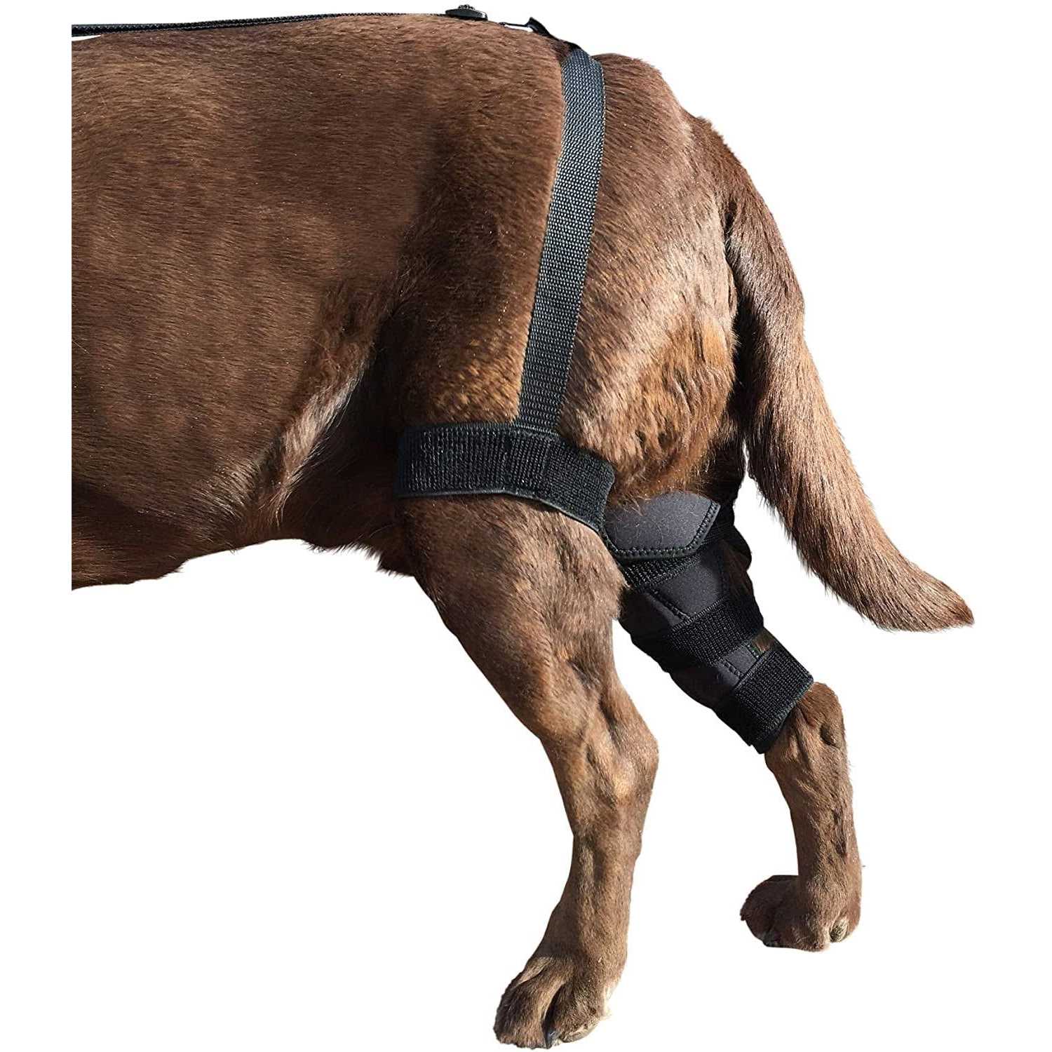 Labra Dog Canine K9 Knee Brace Wrap Metal Hinged Support for ACL CCL Injuries T6997