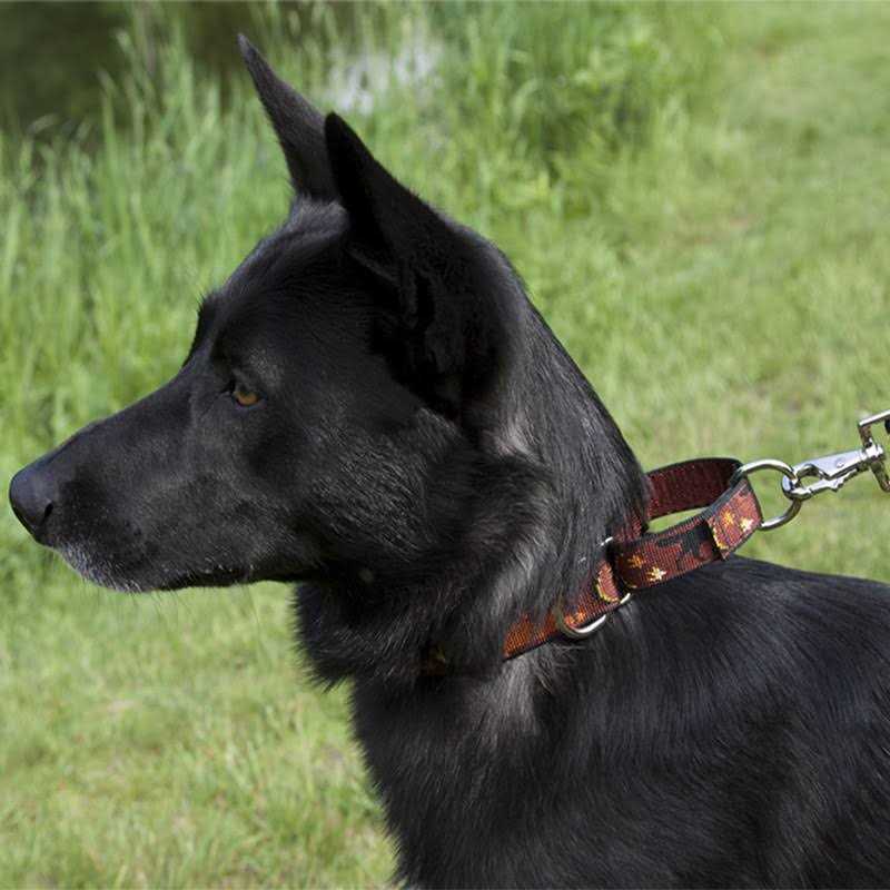 LupinePet Martingale Collar O85270