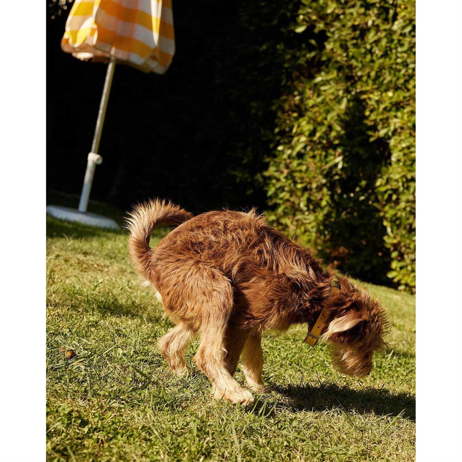 Native Pet Probiotic Powder Supplement for Dogs O99792