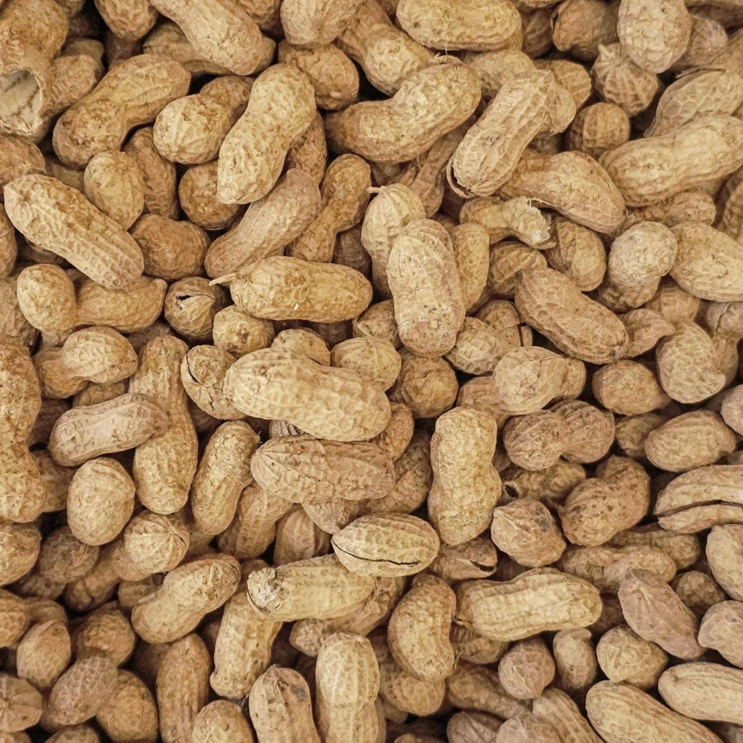 Wingfield Farm Raw In-Shell Peanuts 25lb (2-Pack) P4309