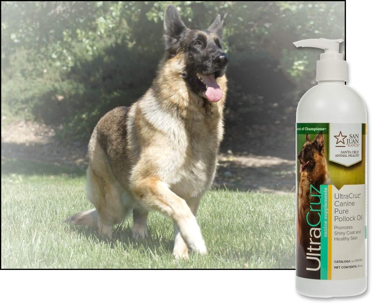 UltraCruz Canine Pure Pollock Oil Supplement for Dogs, 16 oz I83403
