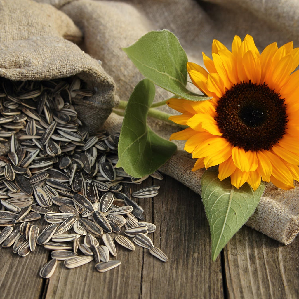 DAVIDs Sunflower Seeds Variety Pack, 5.25 oz, 9 Count R441323