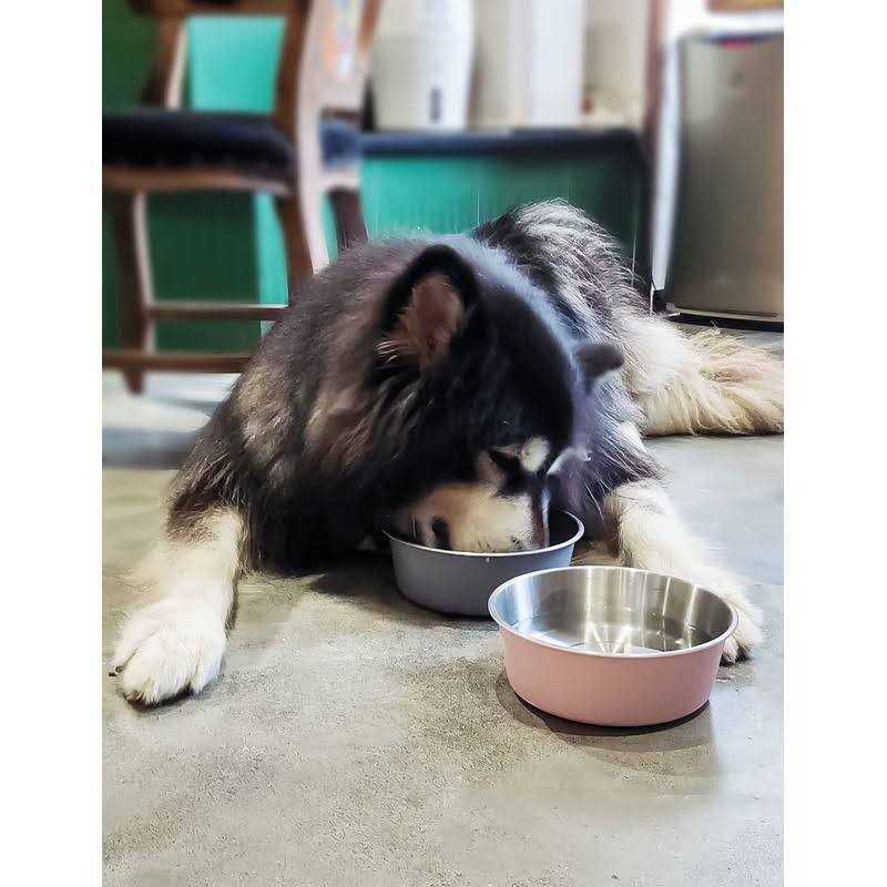 Niubya Elevated Dog Bowls with 2 Stainless Steel Bowls Y881830