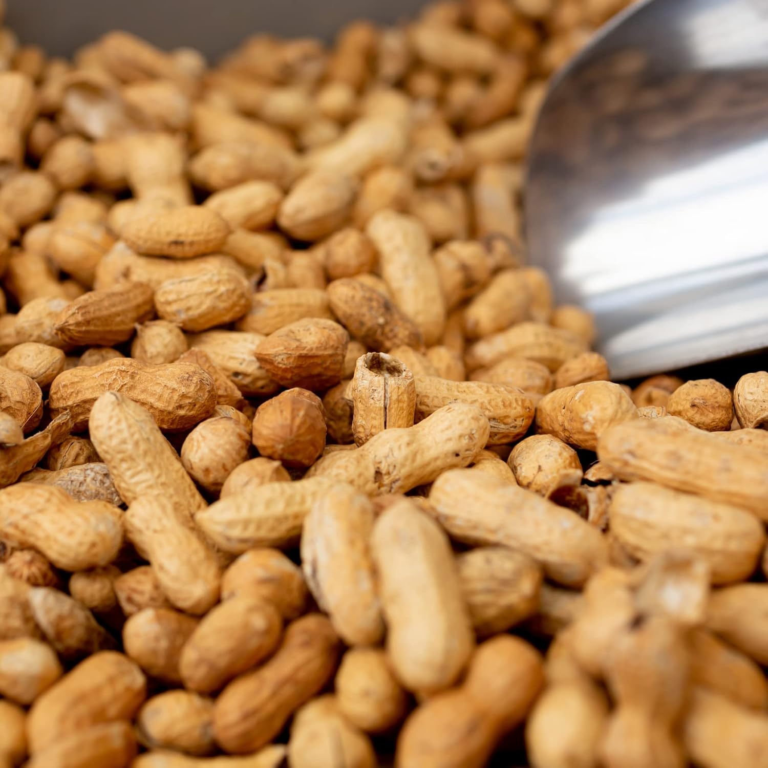 Amish Eco-Farm Bulk Raw Peanuts in Shell, Virginia Grown by Hamptons Farms, 25 lb Box L29510