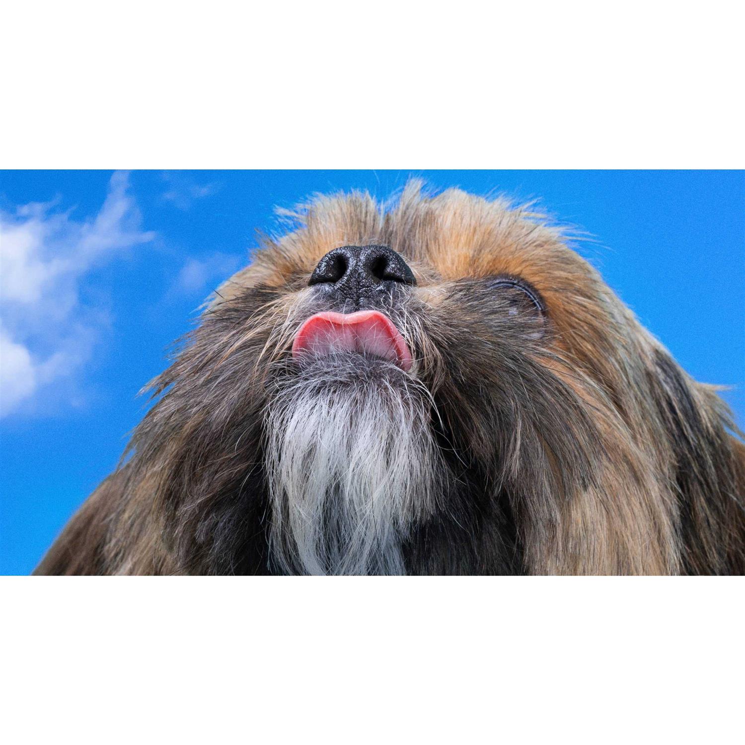 Native Pet Allergy Chews for Dogs X213370