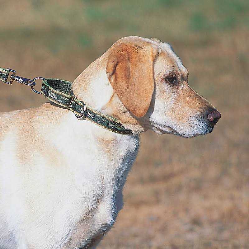 LupinePet Martingale Collar O85270