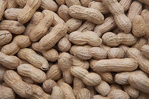 Wild Bird Food in-Shell Peanuts 5 lbs B907