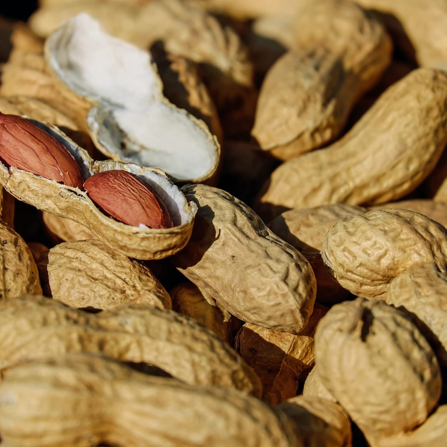 Amish Eco-Farm Bulk Raw Peanuts in Shell, Virginia Grown by Hamptons Farms, 25 lb Box L29510