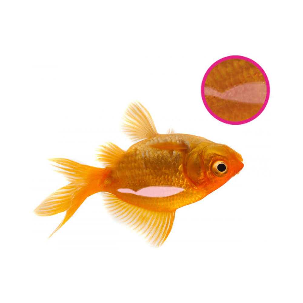 Ntlabs Swimbladder Contra problema vejiga 134 GR W34643